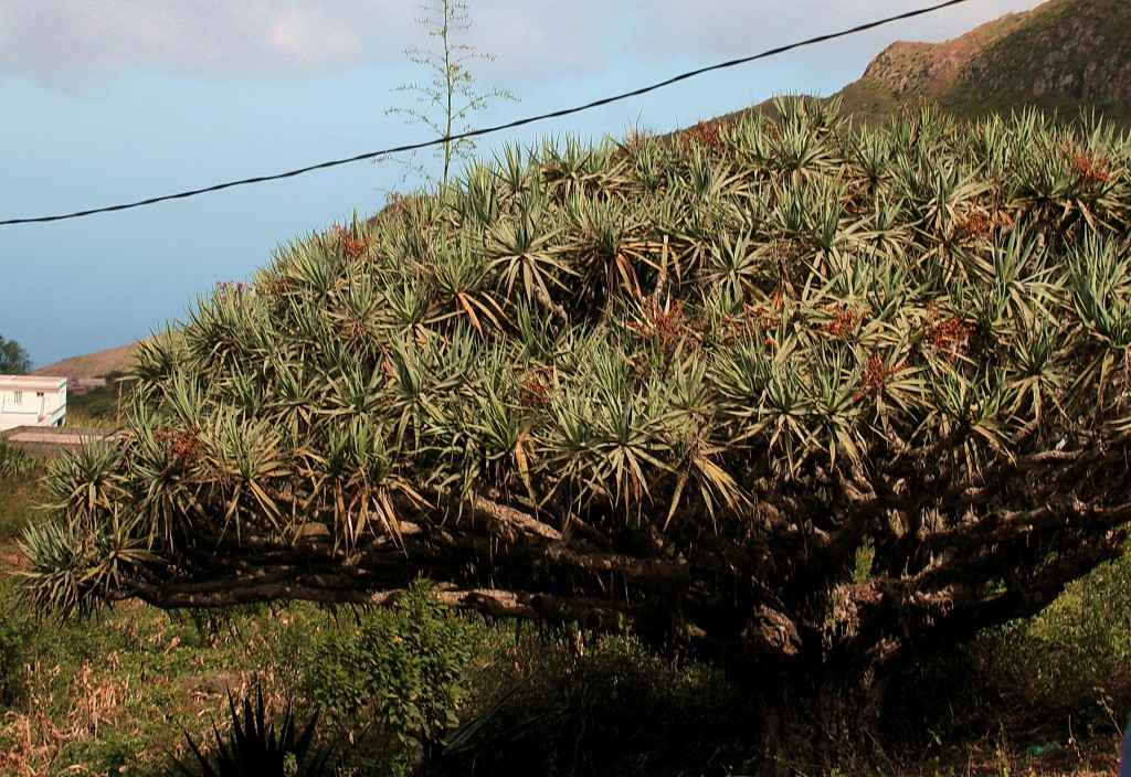 Drachenbaum