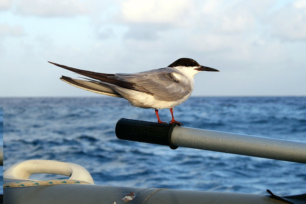 Überfahrt Guyana  0006