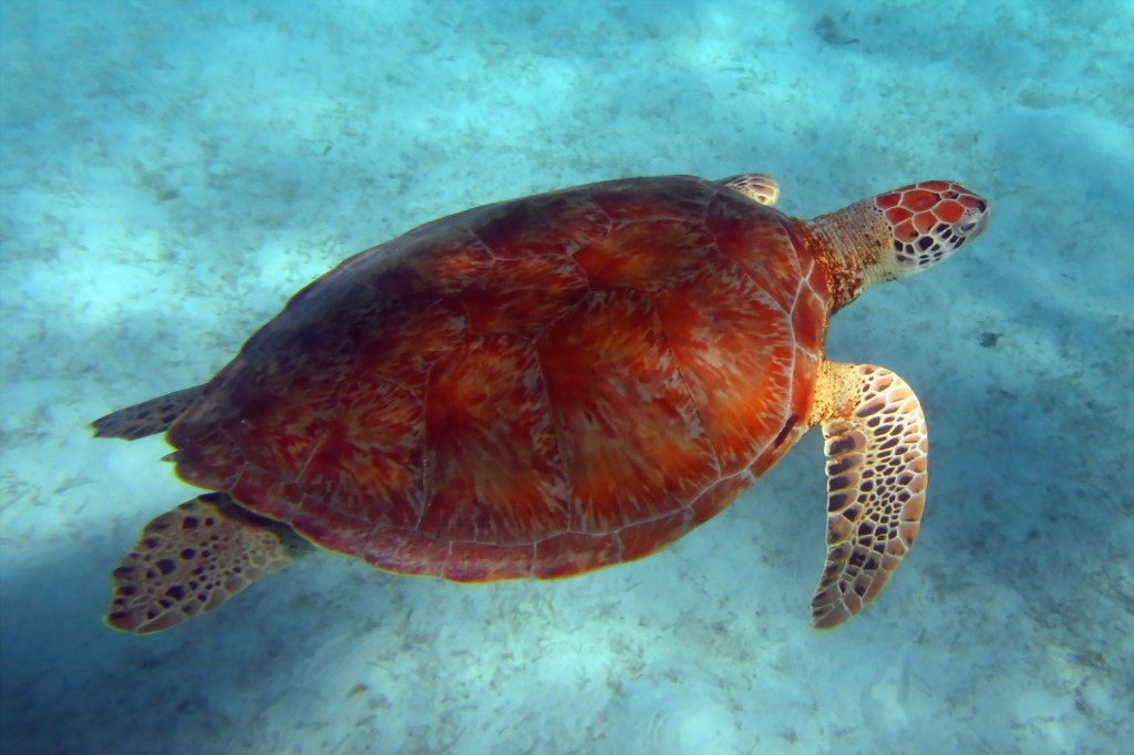 Tobago Cays_Gitti 009