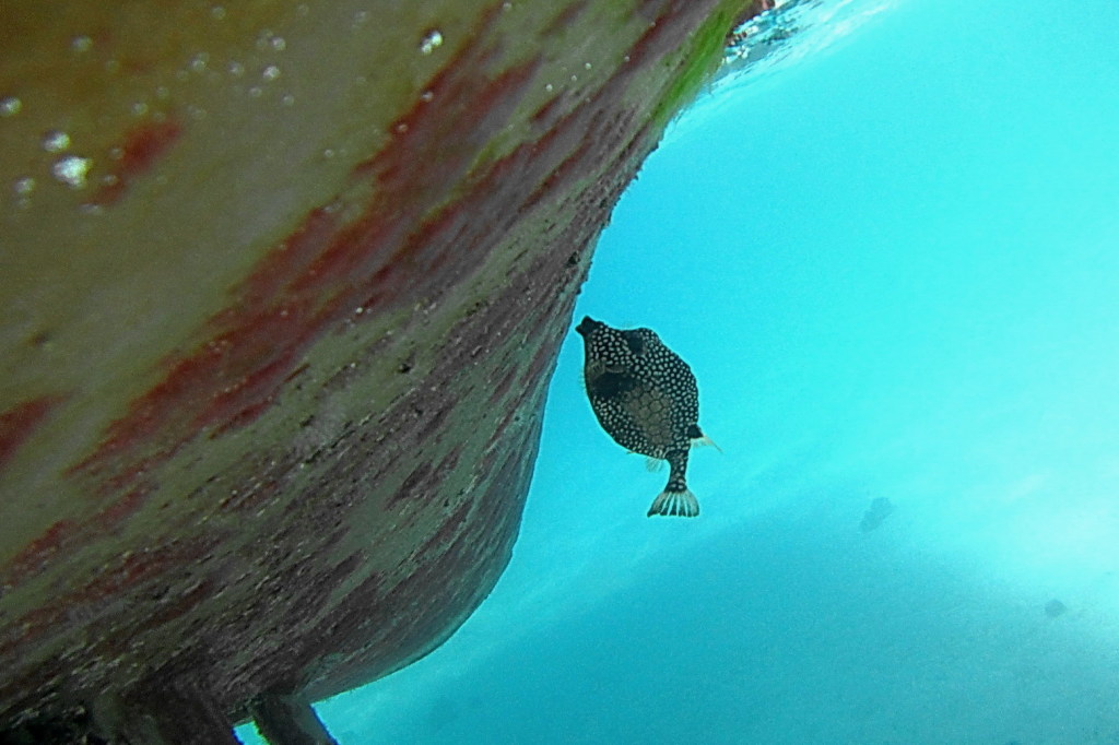 Tobago Cays_Gitti 037