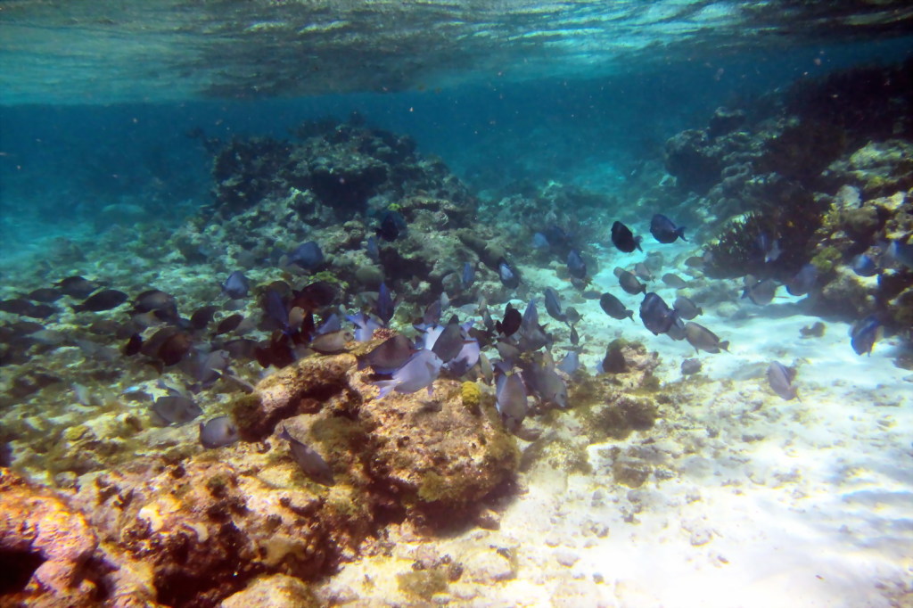 Tobago Cays_Gitti 094