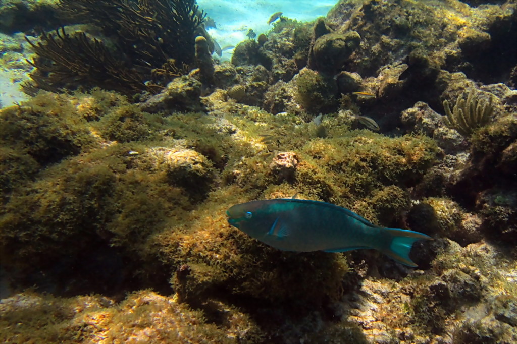 Tobago Cays_Gitti 106