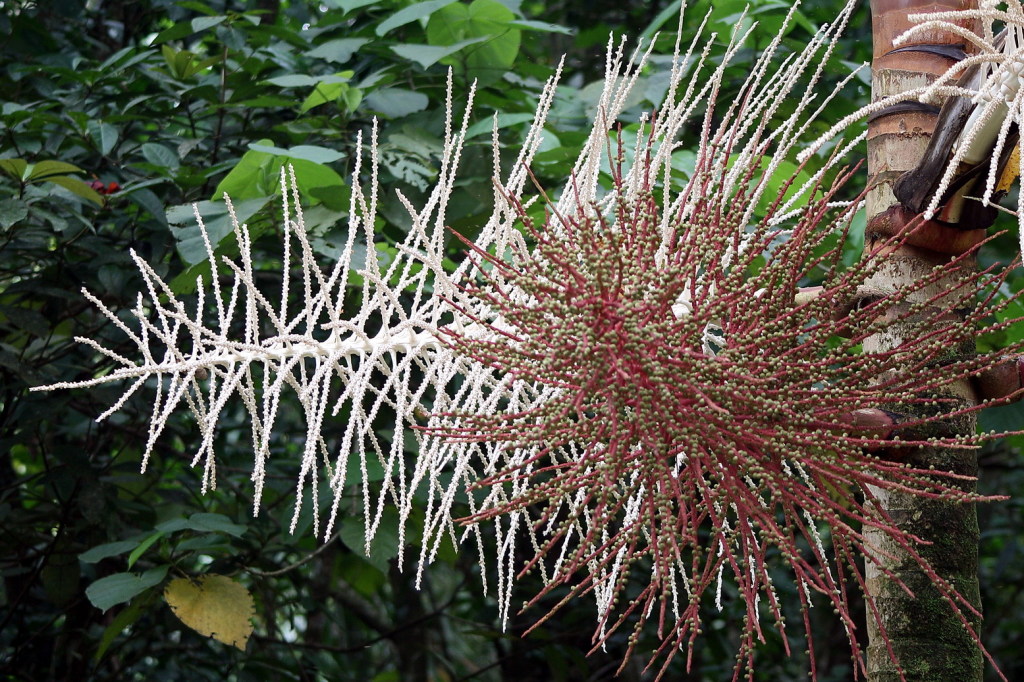 Faszinierende Flora