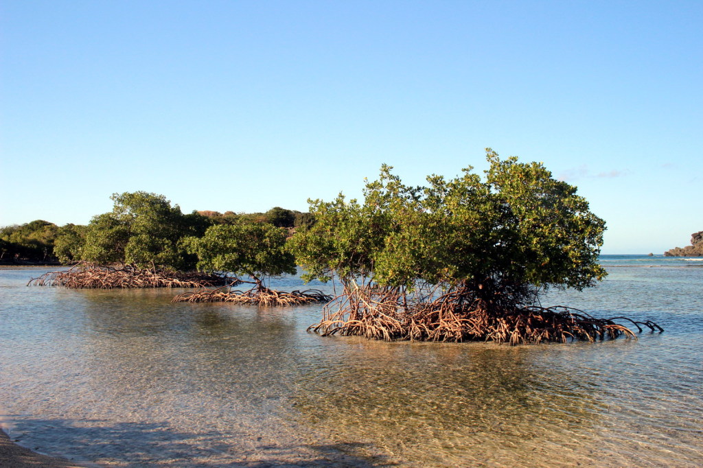 … entlang der extrem seichten Lagune mit Mangroven…