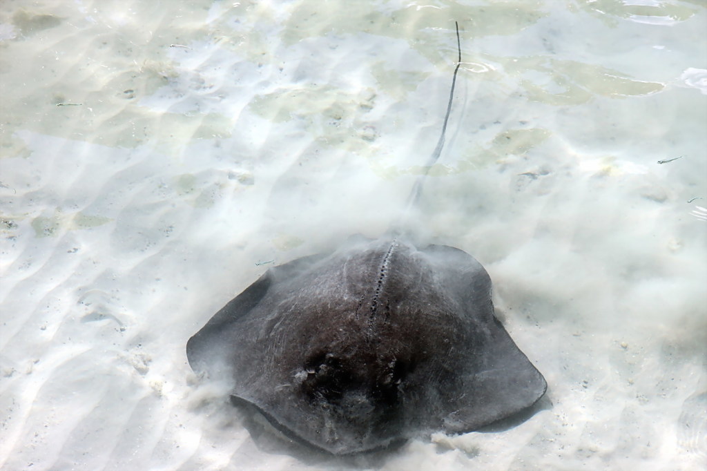 Die Fischreste werden von einem blitzschnell heran schwimmenden Rochen verzehrt.