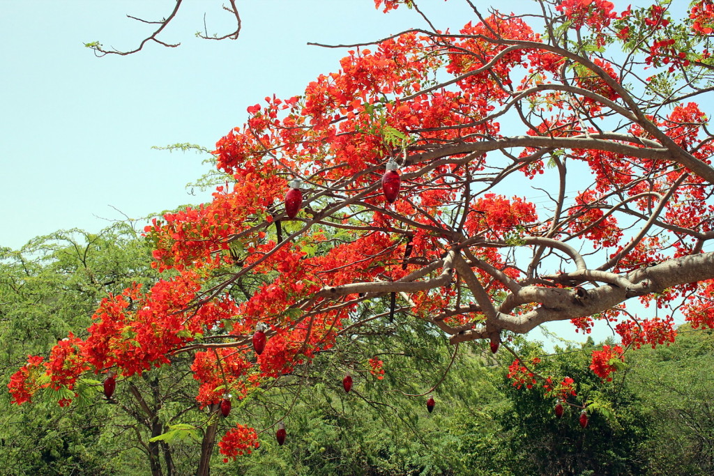 Culebra 017