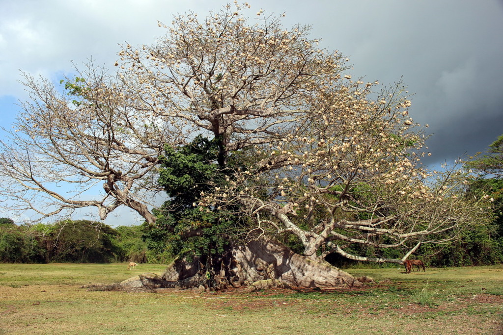 Vieques 023