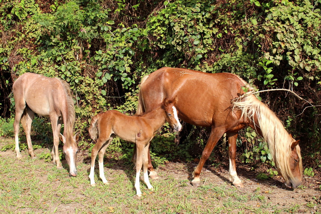 Vieques 035