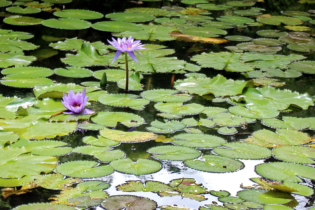 Botanischer Garten (17)